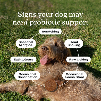 Petlab Co. Probiotics for Dogs Soft Chews for Seasonal Allergies, Gut, and Digestive Health. Vet-Reviewed, Premium-Quality Ingredients - Supplements